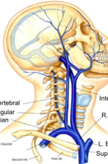 head and neck veins

clockwise