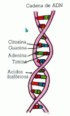 ¿Qué son los ácidos nucleicos?