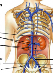 deep abdomen veins

top to bottom