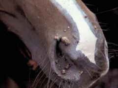 What age of horses is equine papilloma virus seen? Signs and treatment?