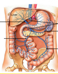 hepatic portal system

top to bottom