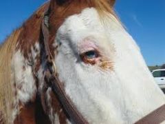 DDX list for ulcerations and erosions in horses? 