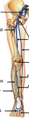 lower extremity veins

top to bottom