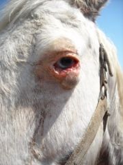 Aetiology of SCC in horses? Diagnosis and treatment? 