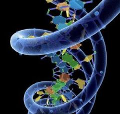 Ácidos Nucleicos.