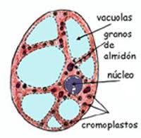 Cromoplastos