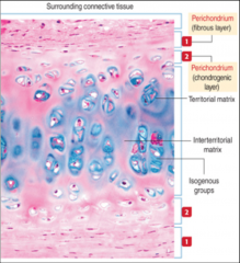 Occurs through differential of chondrogenic cells in the surrounding perichondrium into chondroblasts 
 
Two layers on either side 
 
 
Closest
