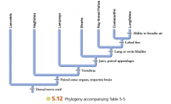 List all traits present in the direct common ancestor of lampreys.