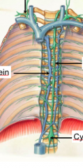 lymphatic ducts

top to bottom