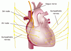 A parasympathetic nerve connected to the heart


ACh acts of SA node, decreasing basal tone of heart


Atropine is a drug that blocks the ACh receptor on SA node, increasing its heart rate