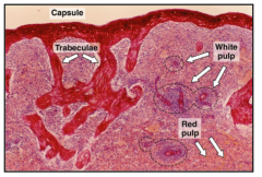 Spleen has
-thickconnective tissue capsule 
-that breaks into trabecula witharteries
-that run throughout the splenic pulp: red pulp and white pulp