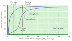- Myoglobin: normal, hyperbolic binding curve

- Hemoglobin: sigmoidal, cooperative binding curve
- D/t its more complex subunit structure, critical for its efficiency in loading O2 in lungs and unloading O2 in peripheral tissues