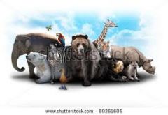 Definition: a group of animals