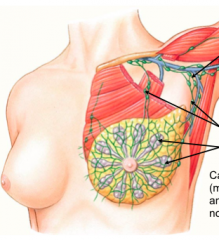 lymphatic drainage of the breast

top to bottom