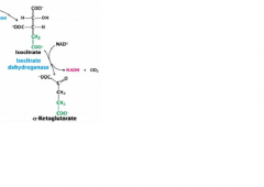 Isocitrate dehydrogenase




