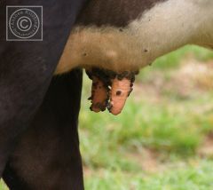 What is the causative agent of these wart like structures on the cows teat? How can these warts vary in appearance?