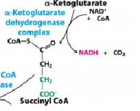 α Ketoglutarate deydrohenase complex
