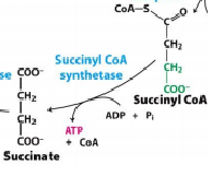 Succinyl CoA sythetase 