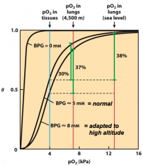 1. Without any DBG, Hb would be more like myoglobin (hyperbolic) and nearly useless for delivering O2 from lungs to tissues

2. DPG levels increase at high altitudes
- There is less O2 at high altitudes, so tissues tend to become somewhat hypox...