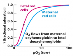 Binding affinity for O2
- Higher affinity of fetal Hb means fetus' circulation can draw O2 from maternal blood at pO2 present in placenta