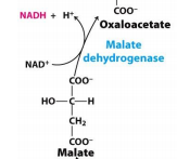 Malate dehydrogenase

