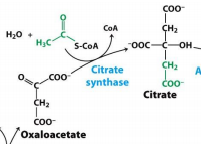 Citrate Synthase