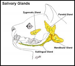 large salivary gland having a lobulated texture.
