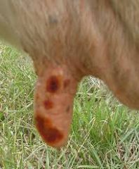 What are signs of bovine ulcerative mammillitis? Name another manifestation of this disease?