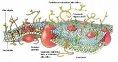 Estructura dela Membrana Celular