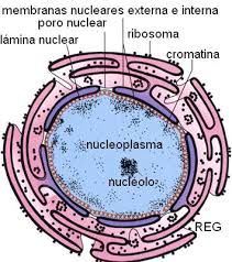 5- Estructura y Función del Nucleolo 
El nucleolo esta formado por proteinas y ADN ribosomico utilizado como molde para la transcripcion del ARN ribosomico . la funcion principal del nucleolo es la produccion y ensamblaje de los ribosomas