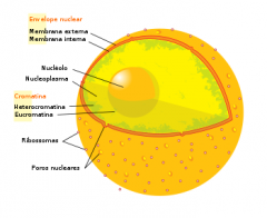 3- Estructura y Función de la membrana Nuclear
Está formada por dos membranas de distinta composición proteica:
membrana nuclear interna nucleoplasma del espacio perinuclear y la membrana nuclear externa.