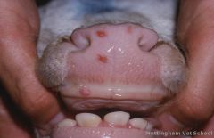 Parapox virus causing Pseudocowpox in cows also causes papular stomatitis - Zoonotic 
