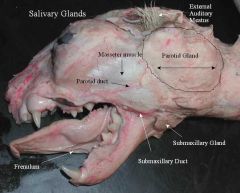 second largest salivary gland.