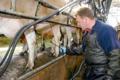 Signs of parapox virus in cows?