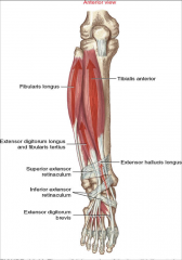 -Attaches to medial surface of fibula
-Extension of toes and dorsiflexion of ankle
-tendon splits to attach to 2-5 phalanges