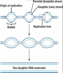 • There are ori's running down the length of each DNA strand
• replication begins at each ori, forming bubbles at each site
• replication proceeds in opposite directions on each side of the bubble all adjacent bubbles meet and form 2 new s...