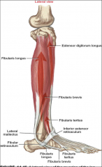 -attaches to distal 2/3 of lateral surface of fibula
-eversion and plantar flexion