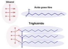 GRASAS

Designan varias clases de lípidos, aunque generalmente se refiere a los acilglicéridos, ésteres en los que uno, dos o tres ácidos grasos se unen a una molécula de glicerina, formando monoglicéridos, diglicéridos y triglicéridos r...