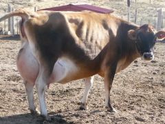 Udder oedema.


Heifers 1 week before calving.