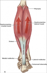 -causes bulge in calf
-plantar flexion
-knee flexion
-attaches to Achilles tendon