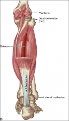 -attaches to head of fibula
-involved in walking
-plantar flexion