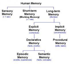 A) Human Memory
B) Sensory Memory
C) Short-Term/Working Memory
D) Long-Term Memory
E) Explicit Memory
F) Implicit Memory
G) Declarative Memory
H) Procedural Memory
I) Episodic Memory
J) Semantic Memory
