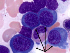 What are the cells in this image?