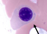 What is the cell in this image?