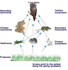 a series of organisms related by predator-prey and consumer-resource interactions; the entirely of interrelated food chains in an ecological community 