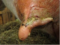 How can we conservatively manage teat lacerations?