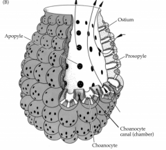 Choanocytes line pockets budded out from osculum, hand-sized