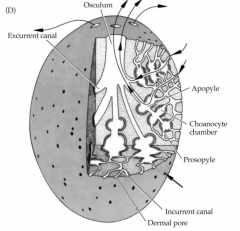 Most surface area, choanocytes line pockets within the canals, any large sponge