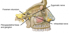 - zygomatic nerve (to cheek)- infaorbital nerve (anterior and posterior dental nerves, infraorbital foramen)