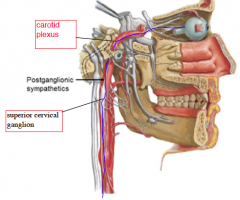 - Postganglionic fibres from the superior cervical ganglion follow the internal carotid
into the skull. 
- Some of these fibres join the nasociliary nerve and enter the eye through the long
ciliary branch
- others form a sympathetic root to the ...